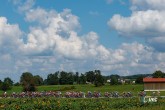 European Championships Munich 2022 - 2022 UEC Road Elite European Championships - Women's Road Race - 21/08/2022 - Scenery - Peloton - photo Luca Bettini/UEC/SprintCyclingAgency?2022
